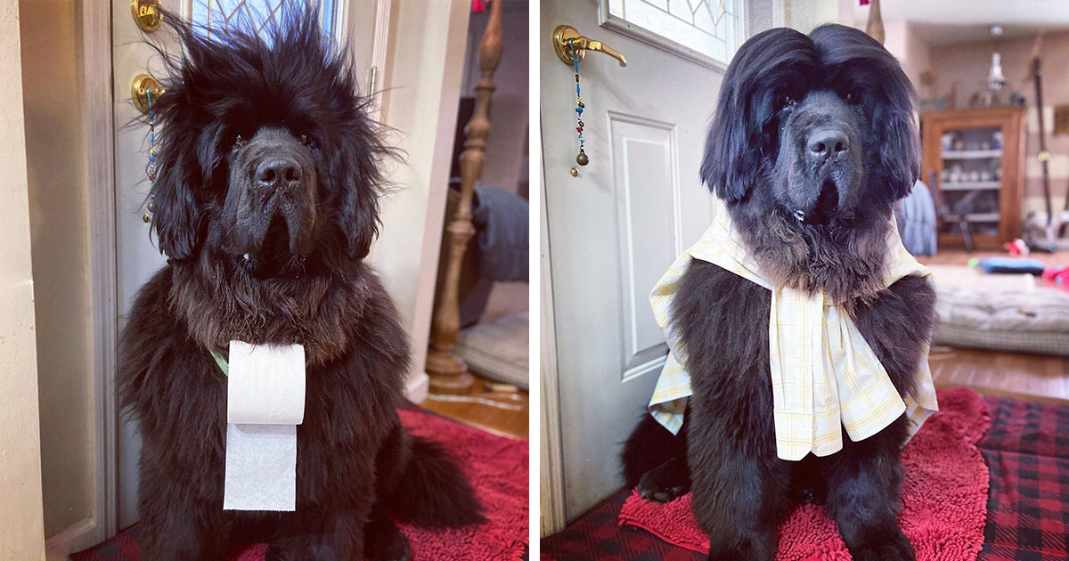 Esta Dona Faz Um Penteado Diferente No Seu Cachorro Todos Os Dias Desde O Início Da Quarentena