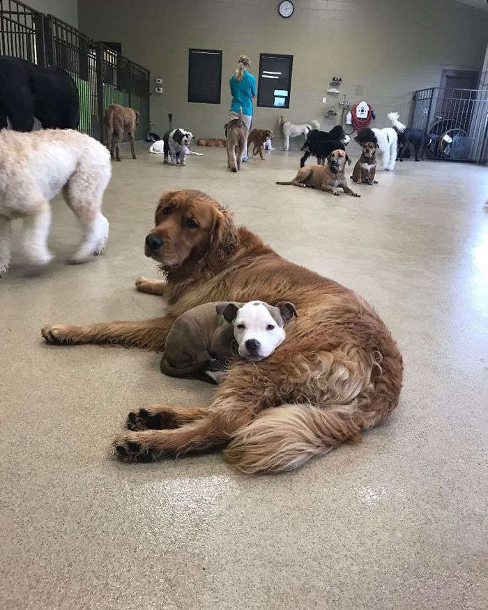 Esta Filhotinha Procura Os Cães Mais Fofos Da Creche Para Cochilar Neles