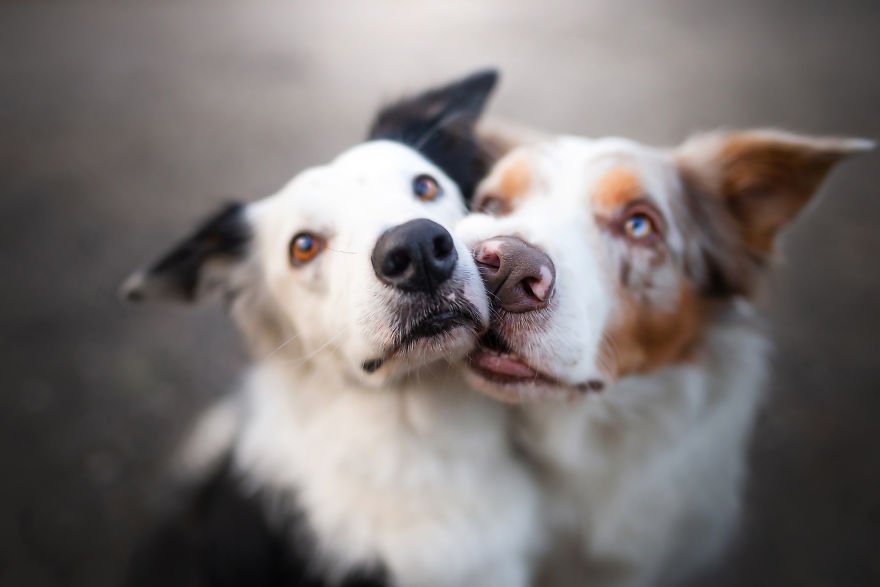 30 Fotografias Da Felicidade De Cachorros Ao Redor Do Mundo