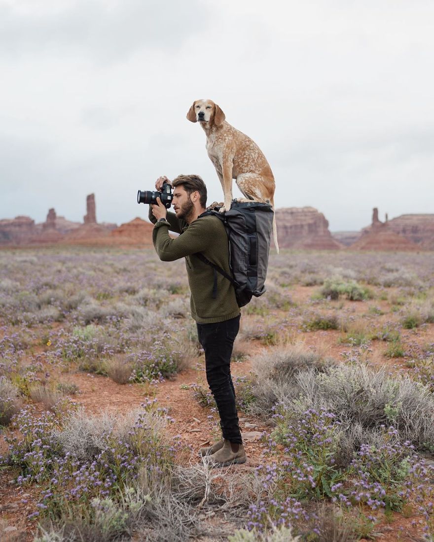 Aqui Estão 30 Fotos De Maddy, Uma Cadela Que Adora Viajar Com Seu Dono