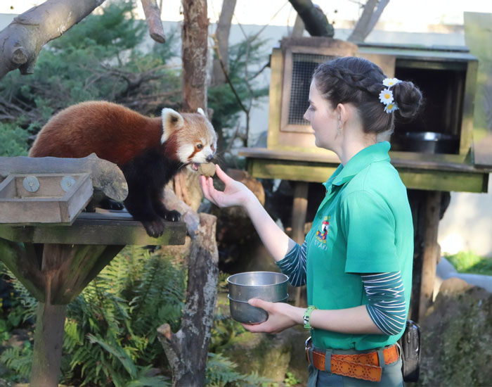 Para Continuar Cuidando Dos Animais, 4 Tratadoras Escolhem Fazer A Quarentena Dentro De Um Zoológico