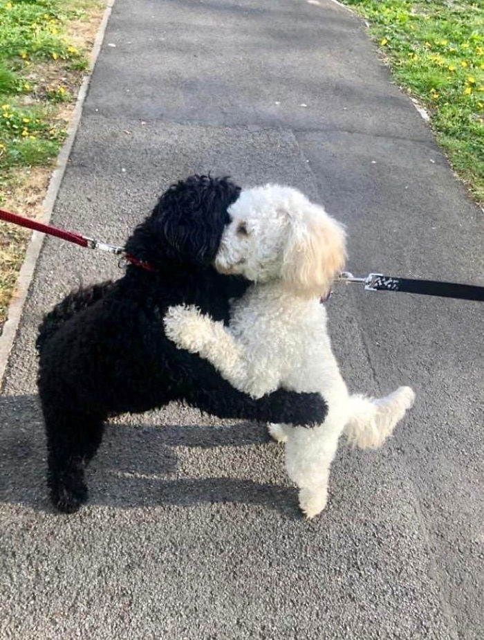 Cachorros Irmãos Acidentalmente Se Encontram Na Rua E Se Reconhecem Instantaneamente