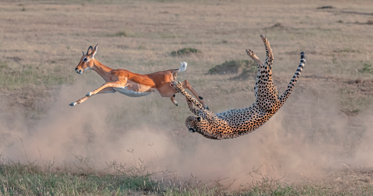 Aqui Estão As 48 Fotos Mais Impressionantes Do Concurso De Fotografia Do Mundo Natural De 2020