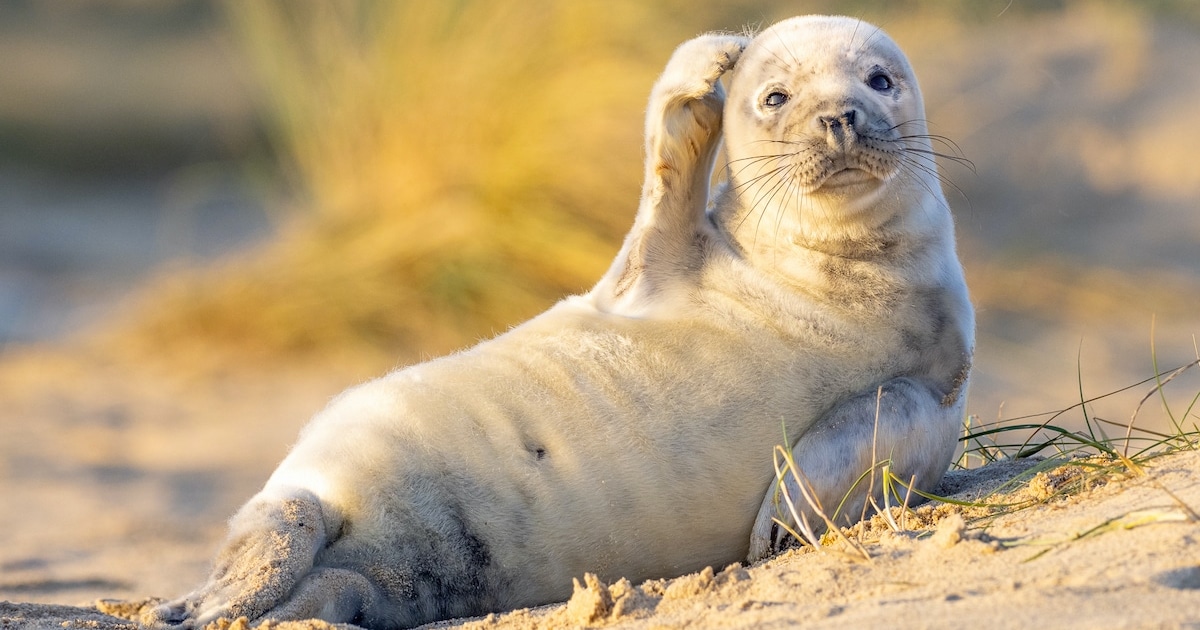 12 Fotografias De Animais Selvagens Muito Engraçadas Do Concurso Comédia Da Vida Selvagem De 2020