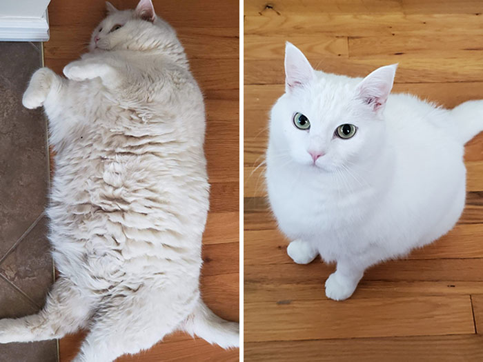 50 Antes E Depois De Gatos Muito Engraçados Que Entraram Na Dieta