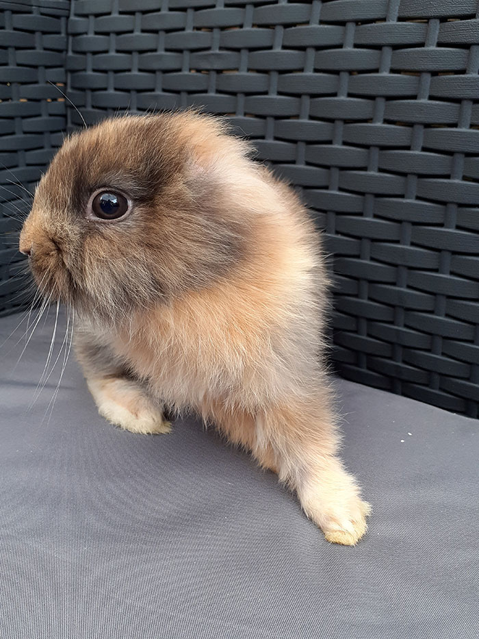 Conheça Leo, Um Coelho Sem Orelhas Que Se Parece Com Um Leãozinho