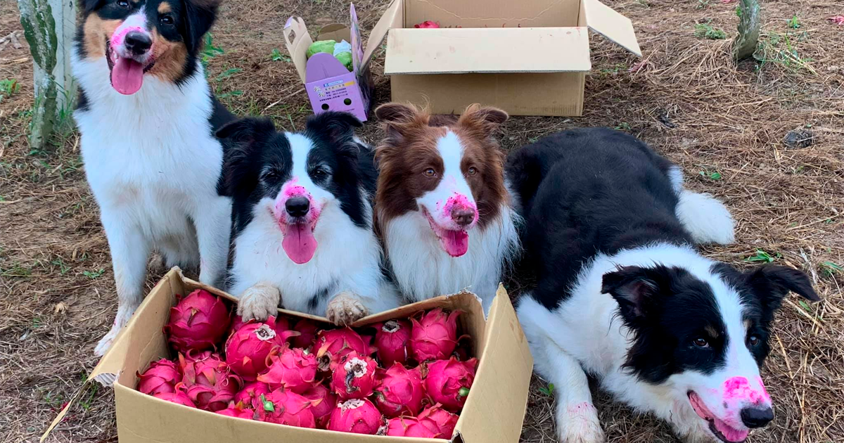 Cães Observam Seu Dono Colhendo Frutas E São Pegos Com Focinho Vermelho