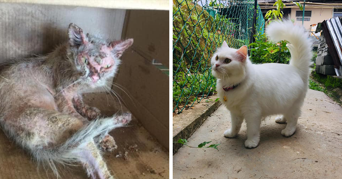 Este Gatinho Ferido Foi Resgatado Das Ruas E Sua Transformação É Incrível