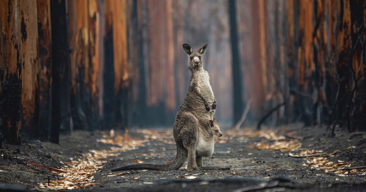 Conheça Os Vencedores Do Concurso De Fotografia Do Mundo Natural De 2021